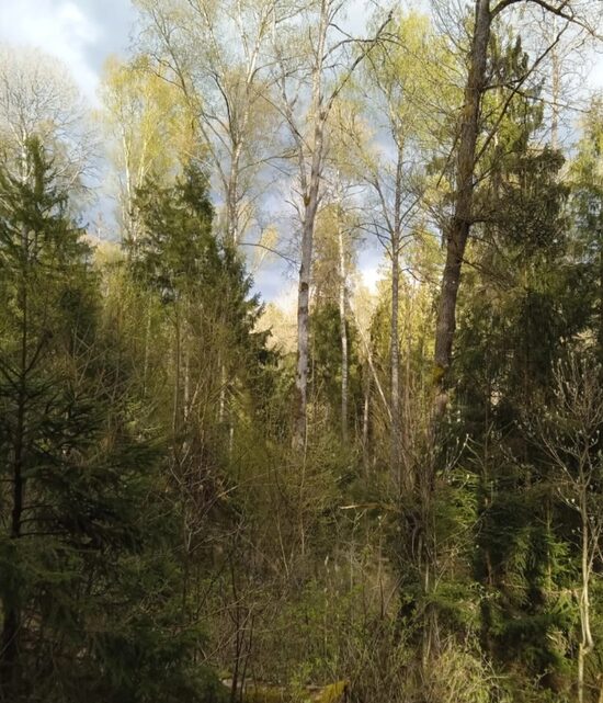 Baltic forest route